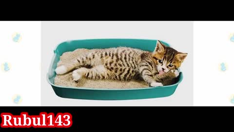 cat training videos for cats to watch, animals cats, beautiful 🐱🐈