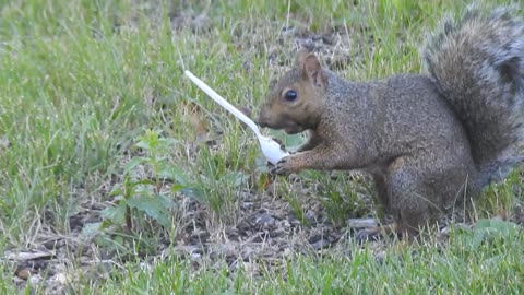 Squirrel loves that Peanut Butter!!