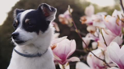 The longing for life should be accompanied by pets