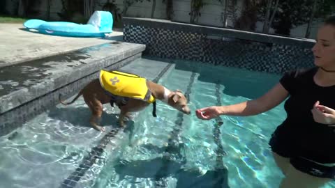 Teaching my dog how to swim while in kenyaa