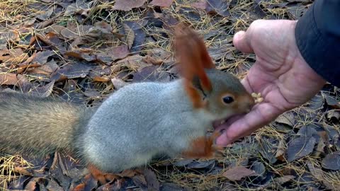Siberian squirrel picks his food and runaway