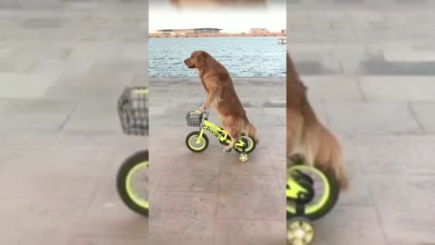 You can't think of it, the golden retriever can ride a bicycle