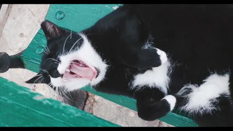 A Black and White Cat Yawning While Lying Down