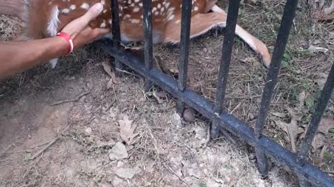 Men Save Fawn Stuck in Metal Fence