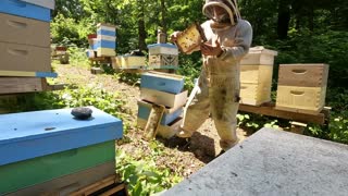 First honey harvest of 2022