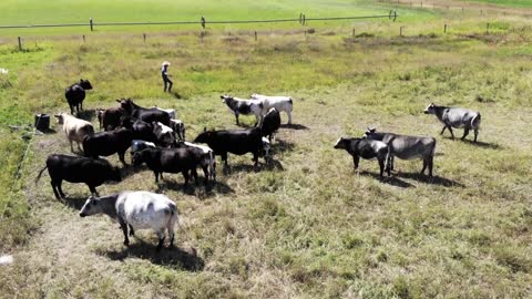 Harvest Haven Grass-fed Beef