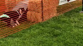 Dogs first obstacle course