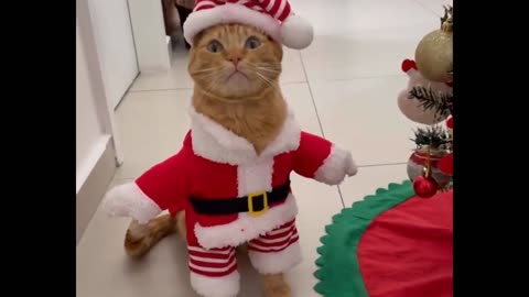 SANTA CLAUS CAT HAS ARRIVED 🎅