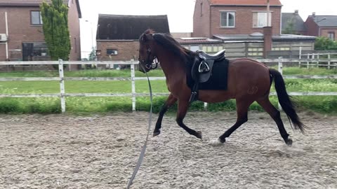 Lunging horse with PSSM/MIM