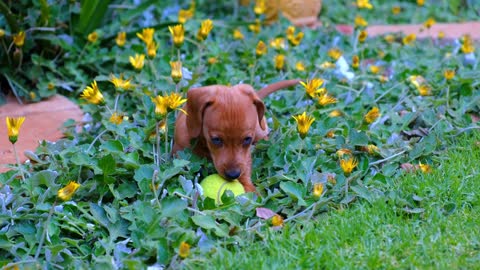 A Person With A Cute Brown Puppy Playing With A Tennis Ball On A Flower Bed In The Gardens