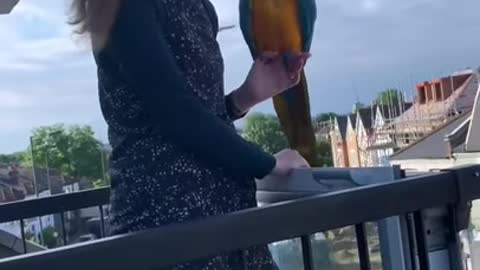 Pet Macaw Parrot Flying
