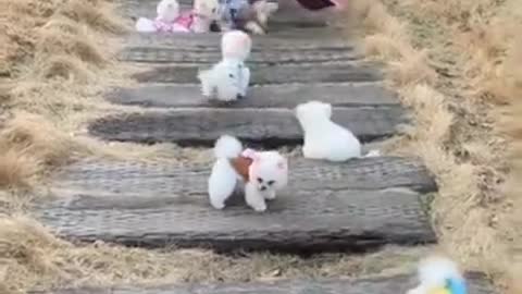 Cute and Funny_Dogs_Videos