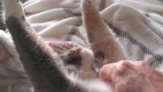 Cat Belly rub