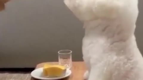 The worlds cutest dog eating a tasty meal Bichon Frise Shorts_1080p