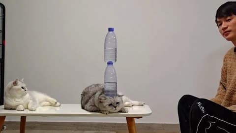 cat catch water bottle challenge