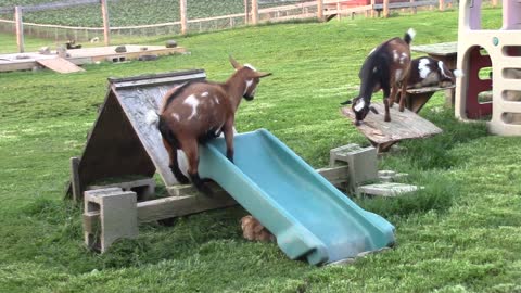 Goats go down slide like a bunch of children!