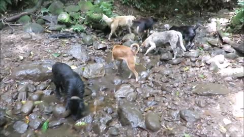 Territorio de Zaguates _Land of The Strays_ Dog Rescue Ranch Sanctuary in Costa Rica.
