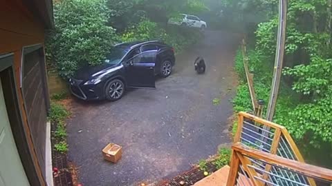 The little bear climbed into the car and caught the girl by surprise