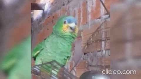 parrot imitating the police siren