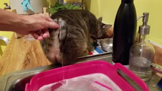 Cute kitty busy eating doesn't realize (or care) that her tail is in the dishwater!