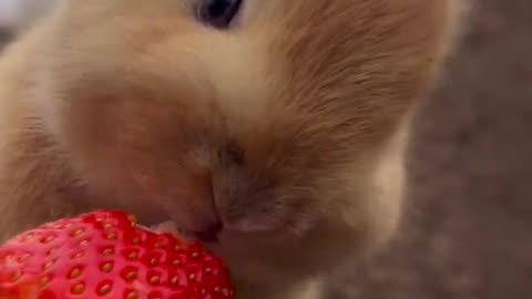 Cute Bunny eating strawberry