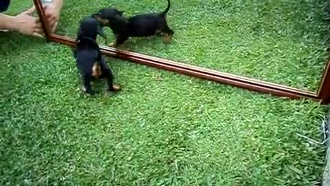 Daschund puppy fighting with the mirror