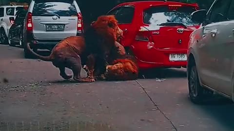 car get hit by lions another POV