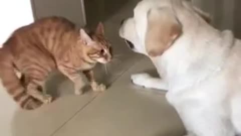 Dog & Cat Funny Video