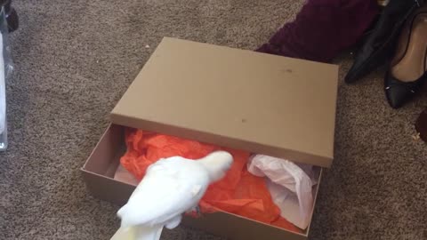 Cockatoos get a box and are not impressed