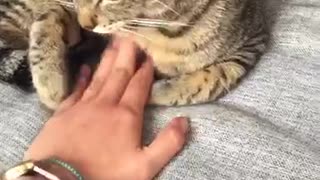 Cat doesnt want to stop scratches