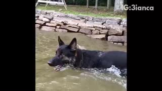 Black german shepherd tries to jump into owner's kayak