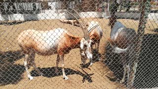 African Horned Oryx