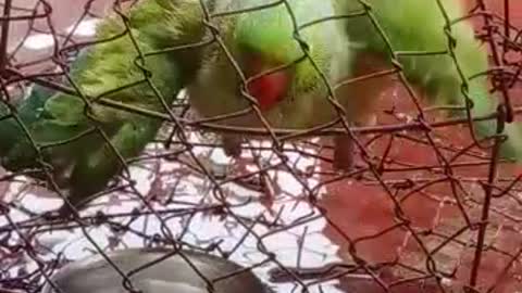 The parrot is bathing itself