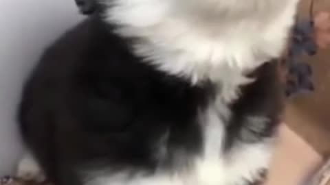 Baby 🐺 Husky Howling for the 1st Time 😻