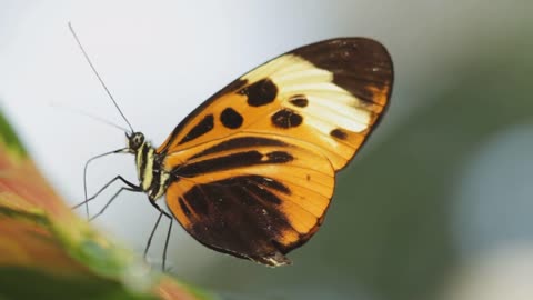 Butterflies beauty nature HD video