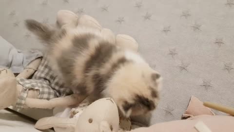 Small cute kitten video