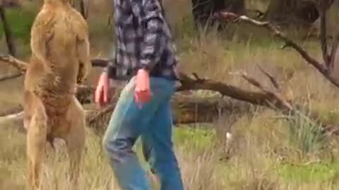 Man Rescues Dog From Fierce Kangaroo!