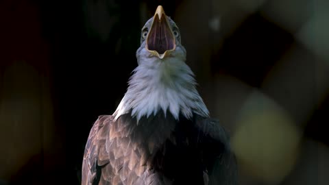 eagle-bald-eagle-raptor-plumage