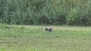 A happy pair of squirrels