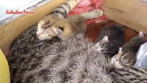 very sweet cat baby's sleep on mother's body