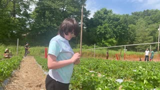 #Strawberry #UPick at #FarmsviewRoadStand 5-26-24 & 5-27-24