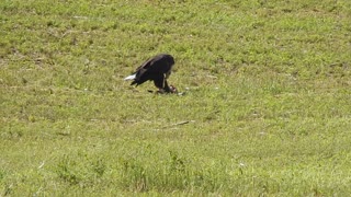 Bald Eagle Eating Prey