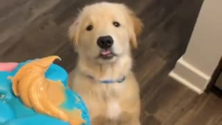 Puppy can't contain excitement for peanut butter treat