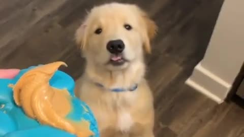 Puppy can't contain excitement for peanut butter treat