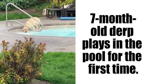 7-month old labrador plays in the pool for the first time.