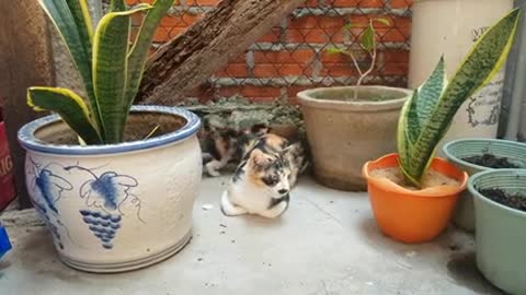 A cat and her little kitten