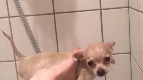 Chihuahua dog trying to swim in air in shower