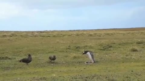 Mama penguin protects her cub from the pomeranians.