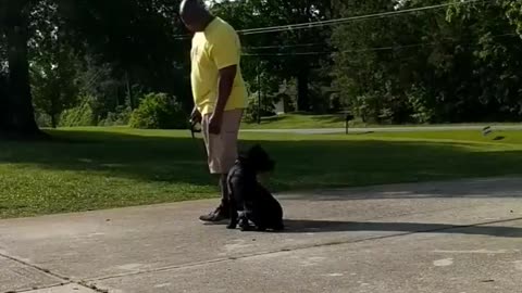 5 month old cane Corso First day off lease work.