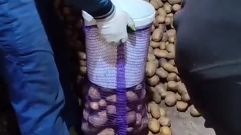 Loading potatoes into a bag in an ingenious way